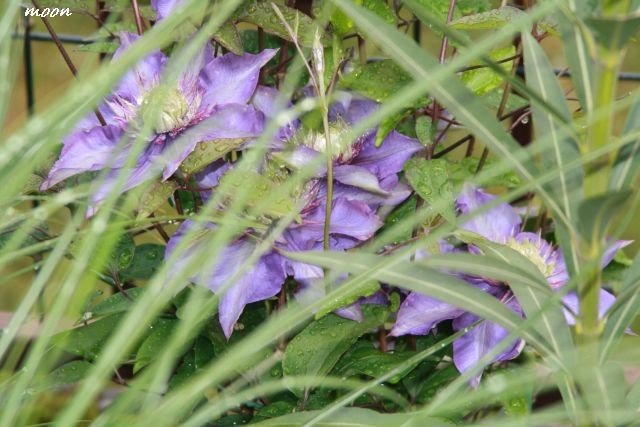 klematis